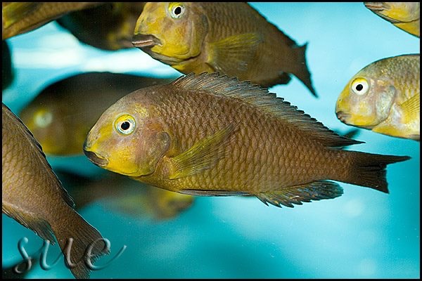 Tropheus sp. 'lukuga' Mtoto